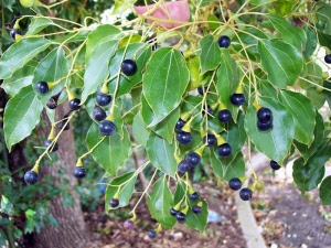 alcanfor
