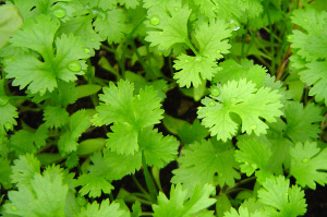 cilantro