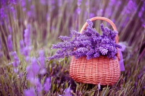 come-coltivare-lavanda-vaso-giardino-1-640x425