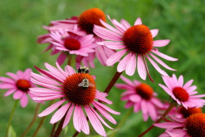 echinacea