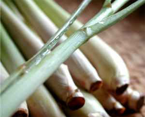 limoncillo
