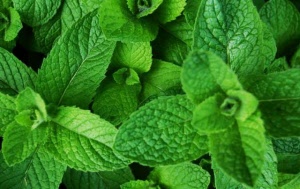 menta-01