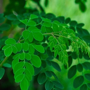 moringa-04