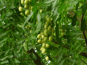 nimm-neem-01