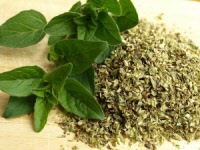 oregano-03