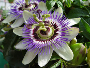 pasiflora-05