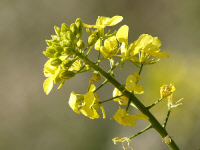 planta-mostaza