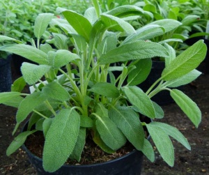 salvia_p1040127
