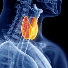 thyroiddiseases