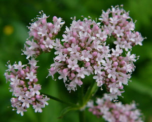 valeriana-01